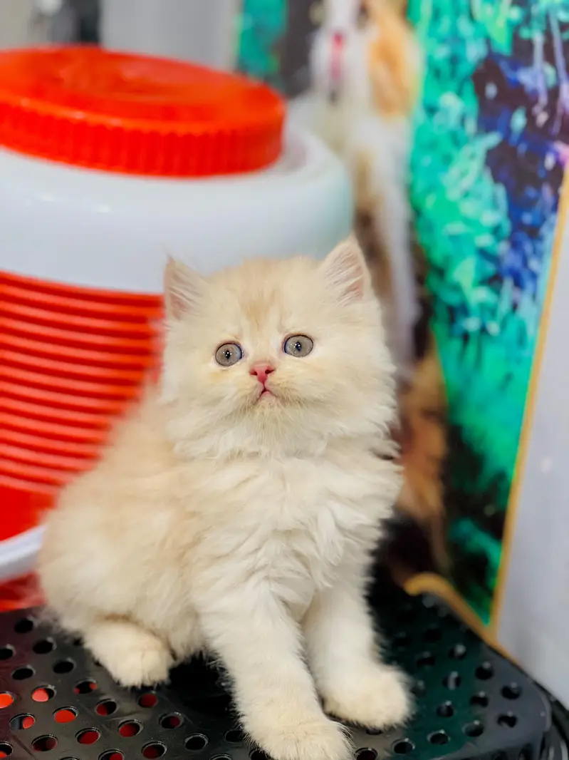 cash on delivery available Persian Punch face triple coat cat Kitten — photo 11