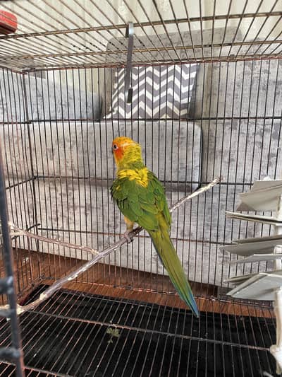 Sun conure chick