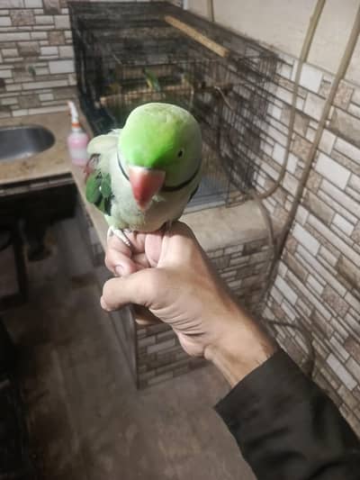 green parrot tame for sale