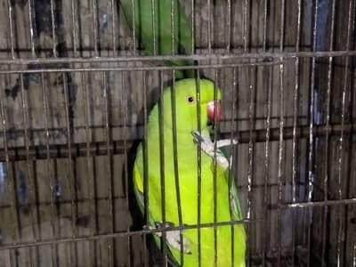 Ringneck breeding pair for sale