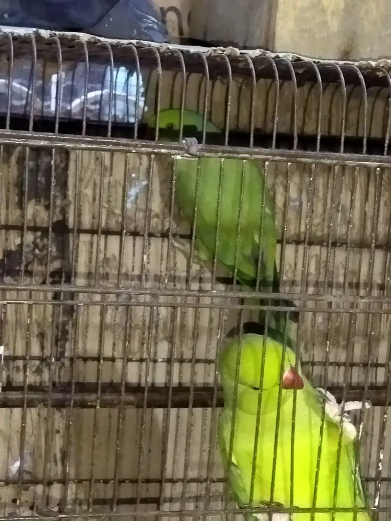 Ringneck breeding pair for sale — photo 2