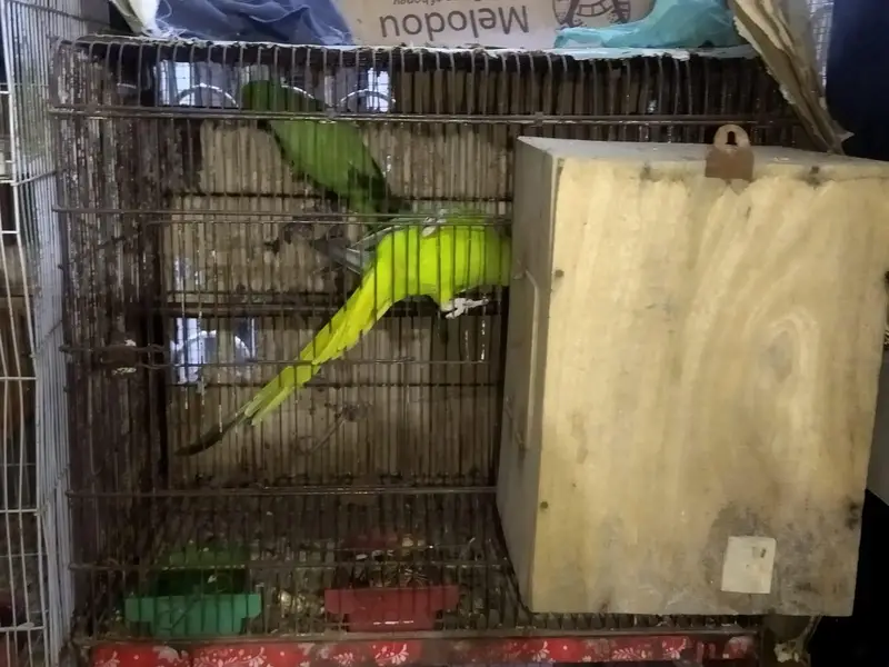 Ringneck breeding pair for sale — photo 5