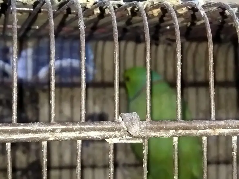 Ringneck breeding pair for sale — photo 8