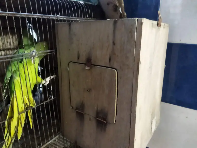 Ringneck breeding pair for sale — photo 10