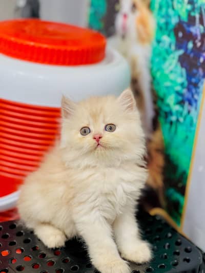 cash on delivery Persian Punch face triple coat cat Kitten