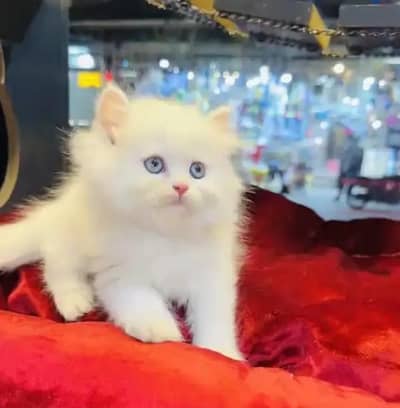 Persian female kitten for sale 03490514403 Whatsapp