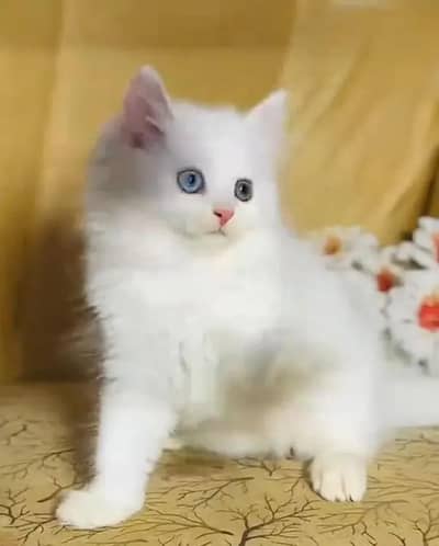Persian female kitten for sale 03490514403 Whatsapp