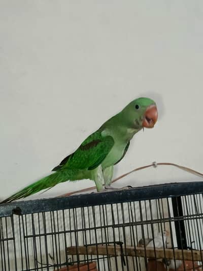 Kashmiri Raw parrot all ok nel tel falay all ok helthly03077046841