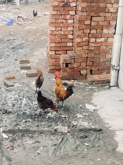 Golden misri hens