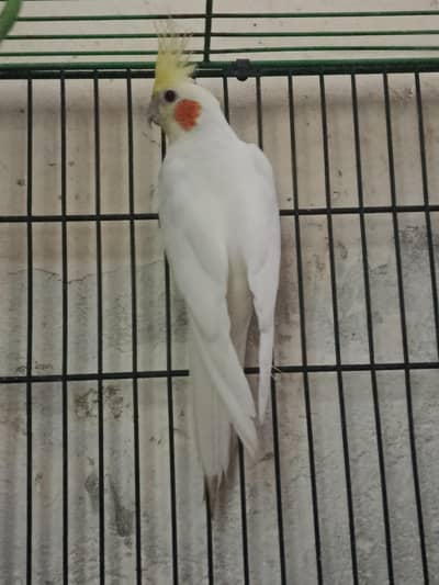 Full breader and red eyes pair for sale