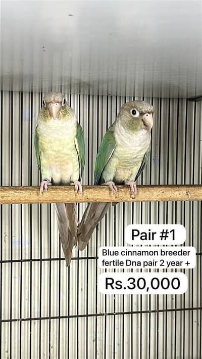 Blue cinnnamon ,split suncheek conure male ,blue black face bugeri mal