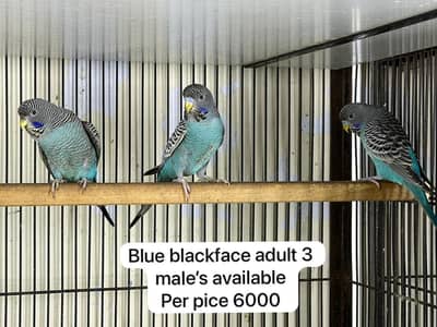 blue black face bugeri males ready to breed &blue cinnamon conure
