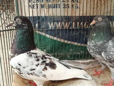 beast pigeans ha