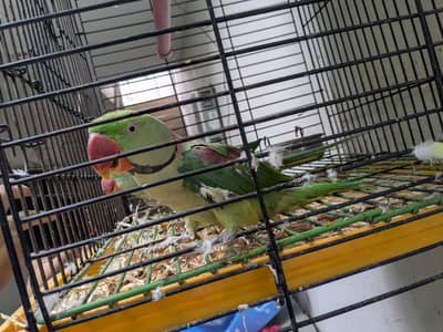 Raw parrot for urgent sale. . .