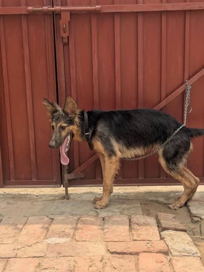 German shepherd male puppy for sale