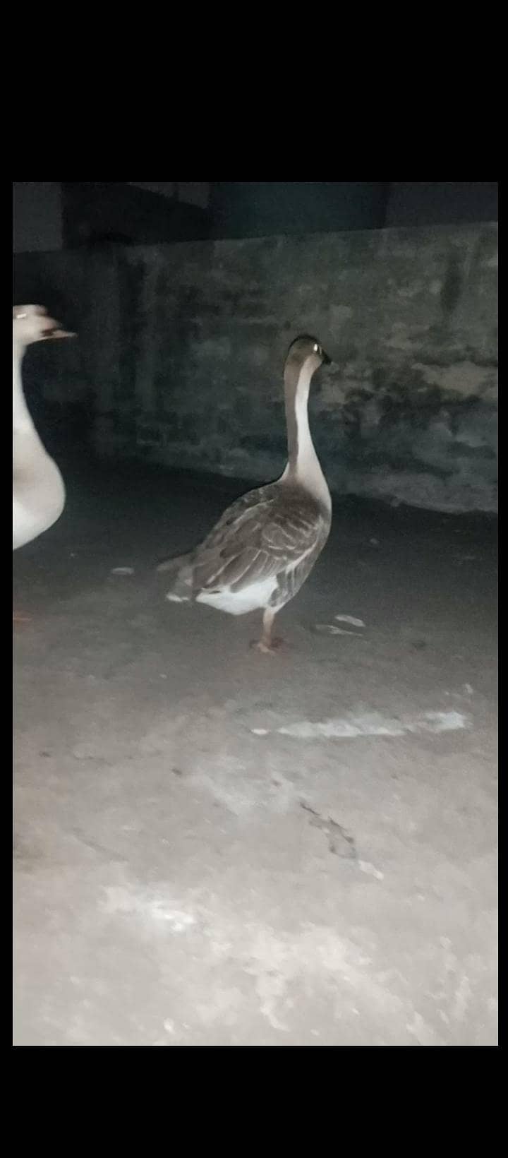 duck pair 0