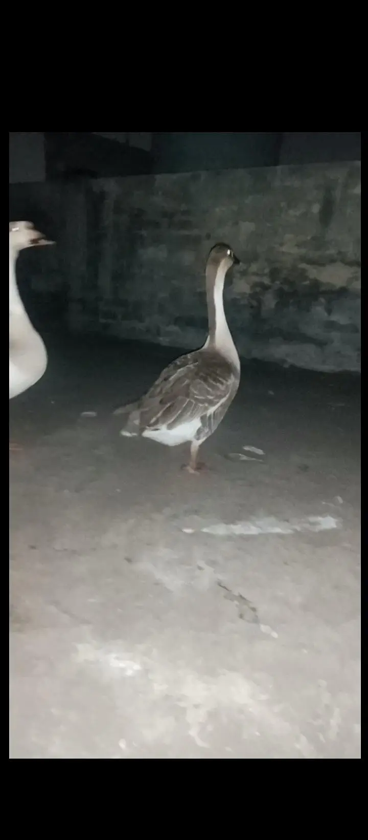 duck pair