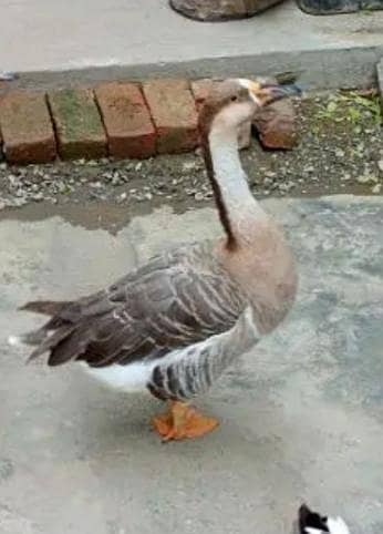 duck pair 1