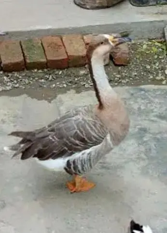 duck pair — photo 2