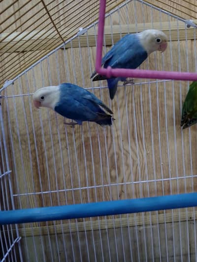 Lovebirds Pair Blue opaline