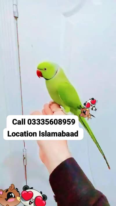 Hand Tamed Full Friendly Green Ring Neck Male Parrot Jumbo Size