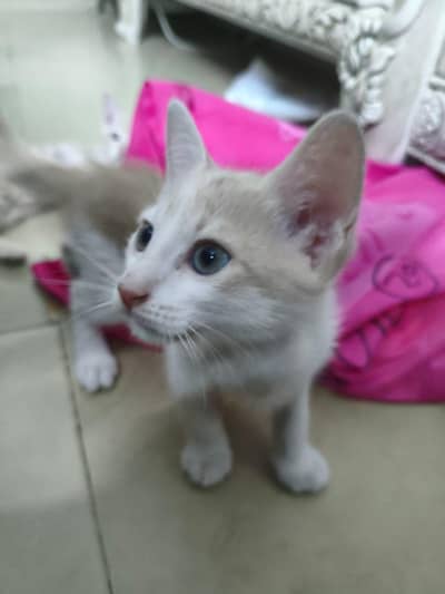 Presian kittens