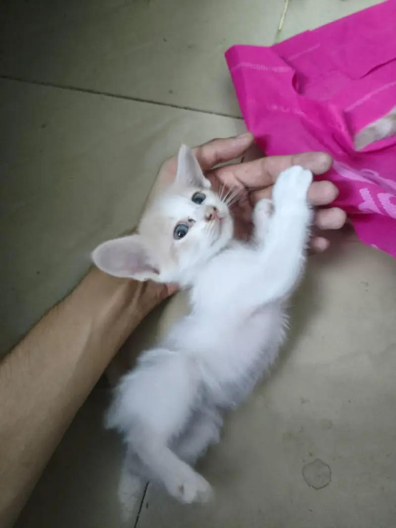 Presian kittens — photo 2