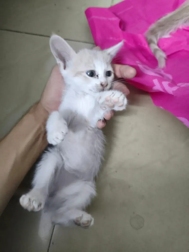 Presian kittens — photo 3