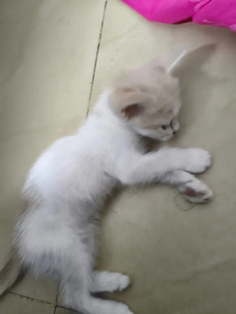 Presian kittens — photo 4