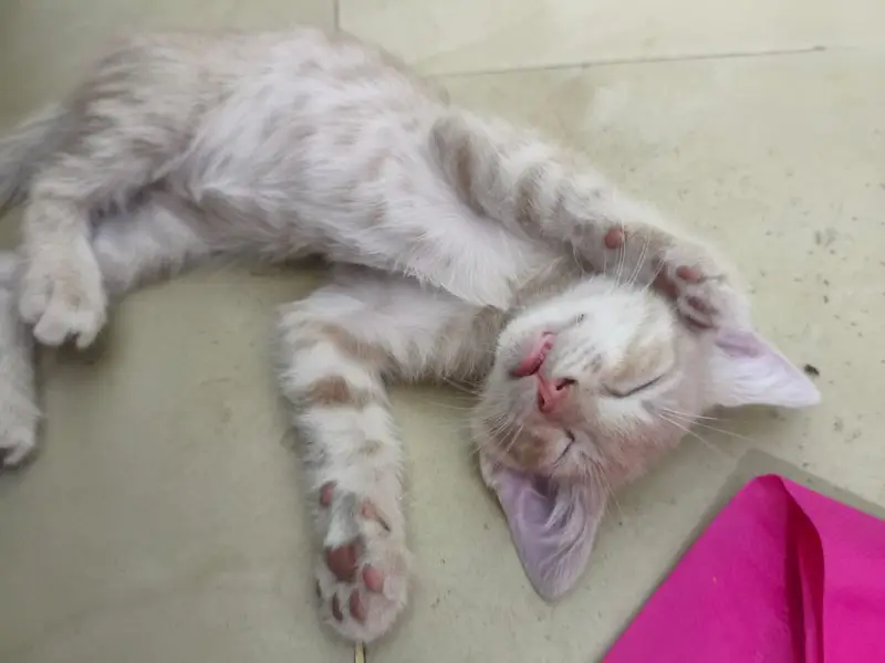 Presian kittens — photo 5