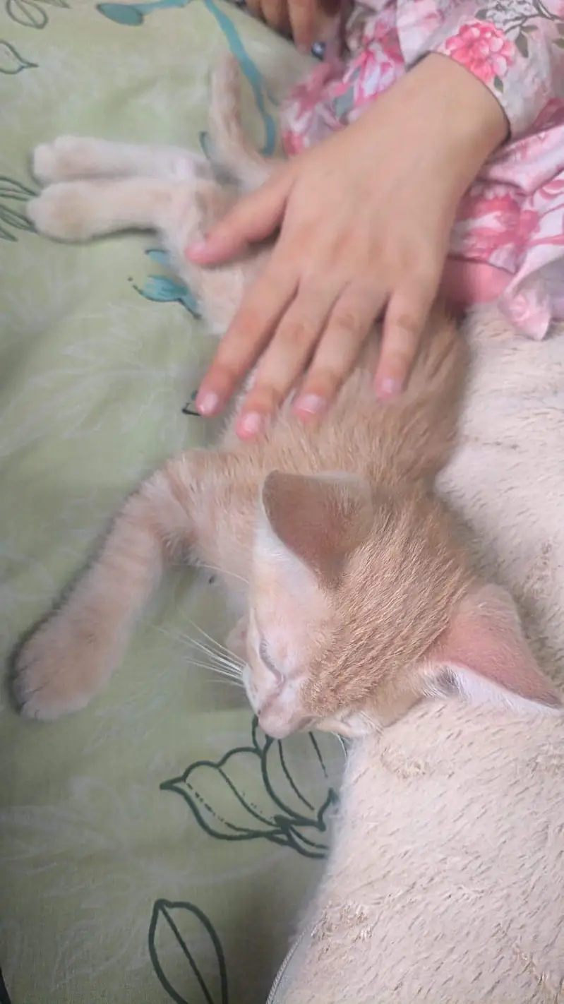 Presian kittens — photo 6