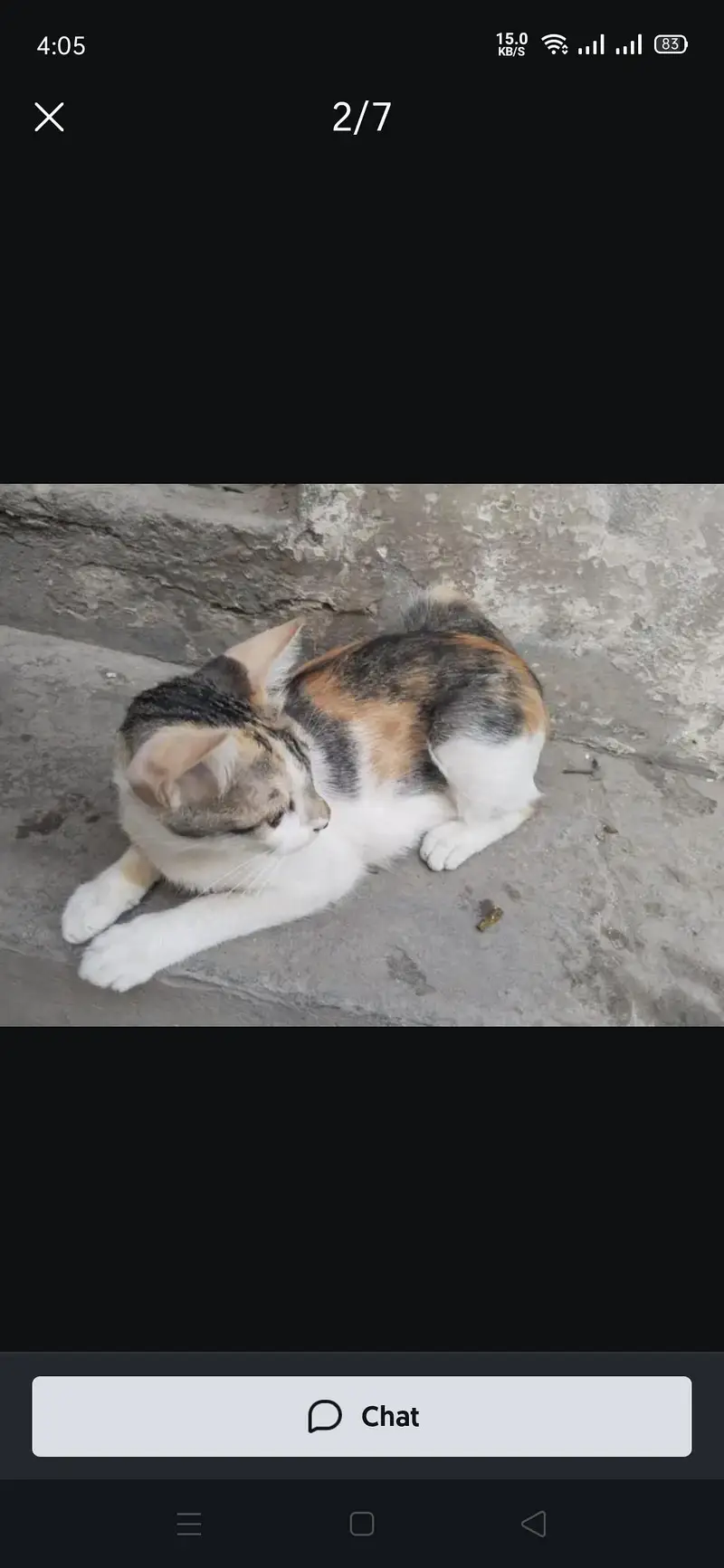 Presian kittens — photo 7