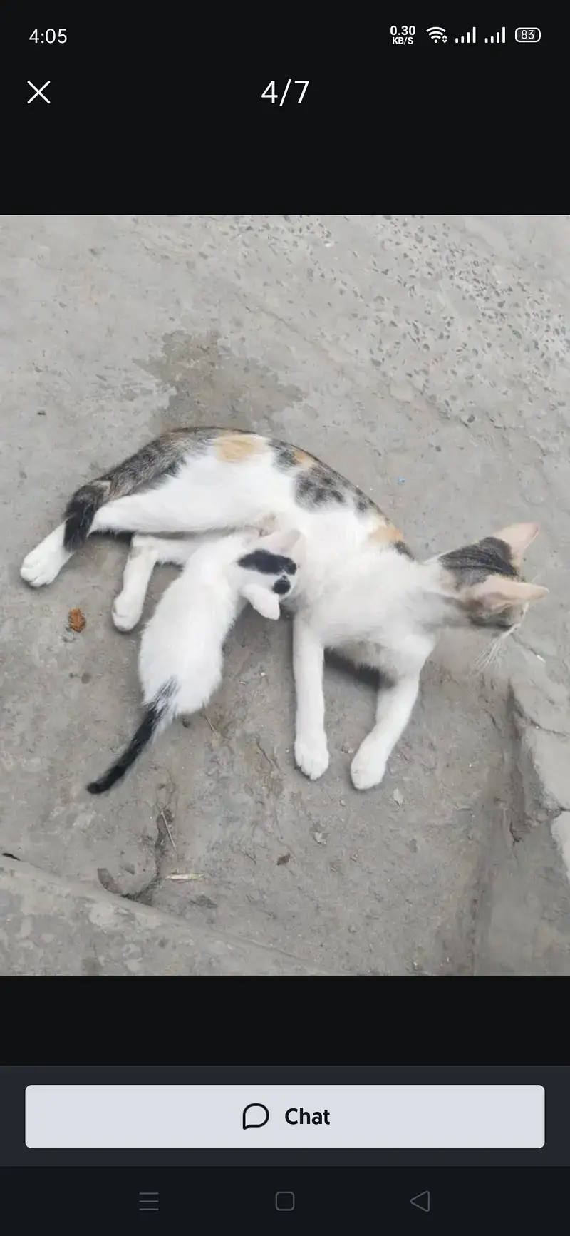 Presian kittens — photo 8