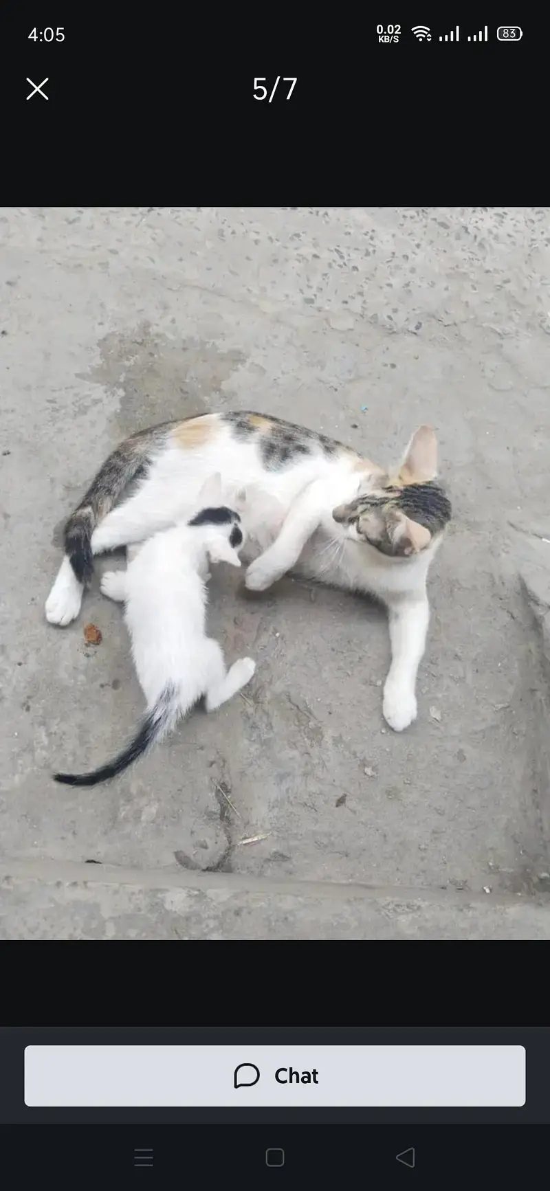 Presian kittens — photo 9
