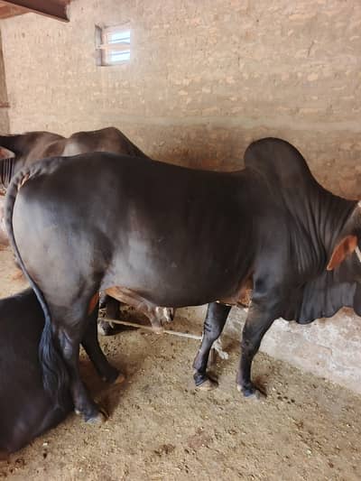 Bull 