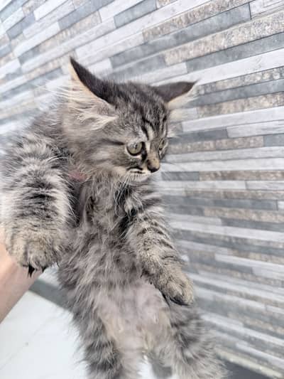 Persian Doll Face Triple Coated Kittens