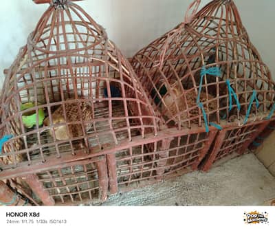 Bird for sale very active and healthy with cage