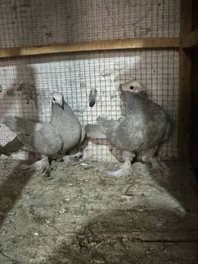 Pigeons For salee