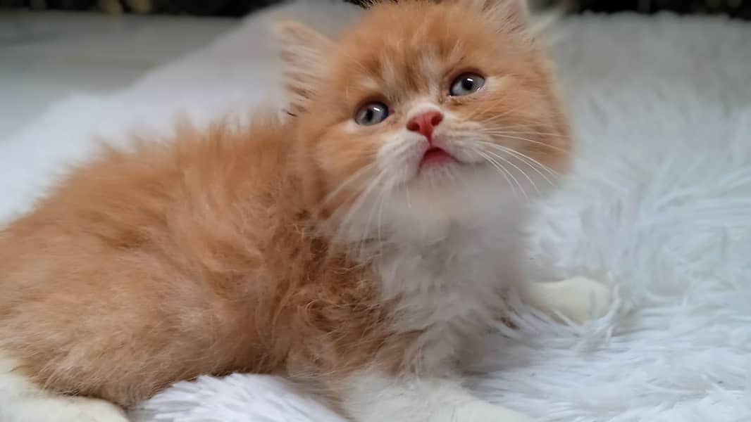 kitten 0