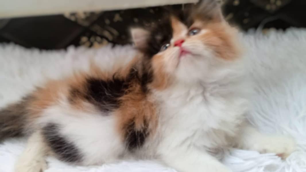 kitten 1