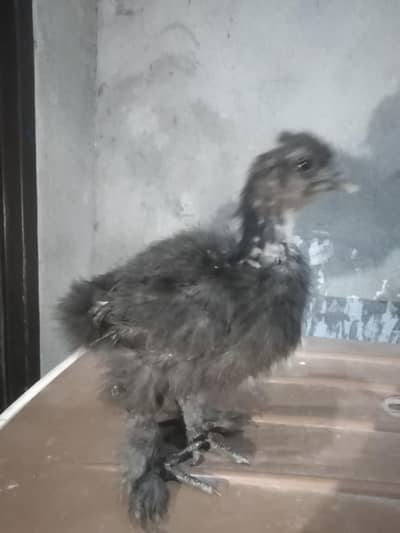 Silkie black / Silver silkie