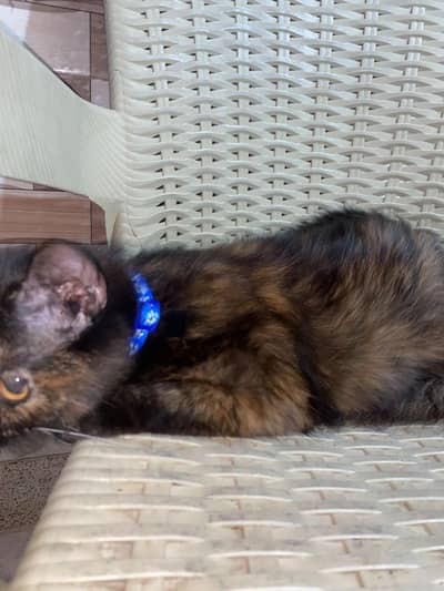 cat pair for sale