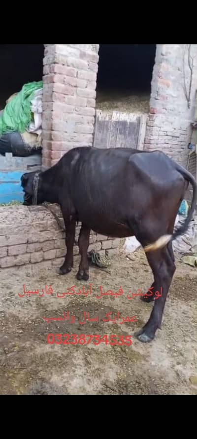 کٹی فارسیل فیصل آباد واٹسپ 03238734535