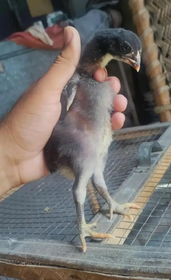 Thai Burmi Pakoye Dragon Heera Parmoz Chick's Available Healthy Active — photo 8