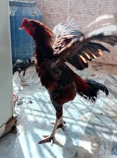 Aseel Gamefowl taller breed 12 to 13 months age