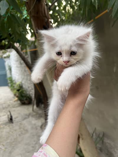 Persian cat
