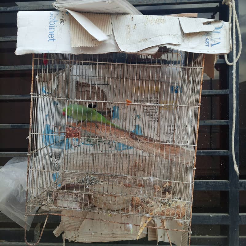 Ringneck 0