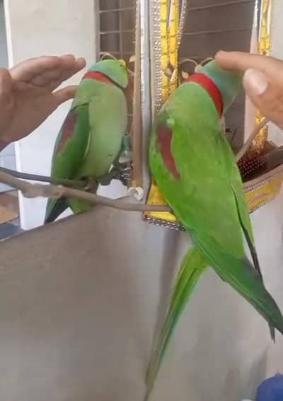 Parrot for sale