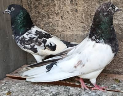 Teddy Piplan Rampuri Pigeons Kabootar
