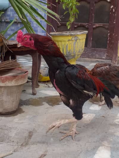 Aseel Murgha for sale Rs 20,000